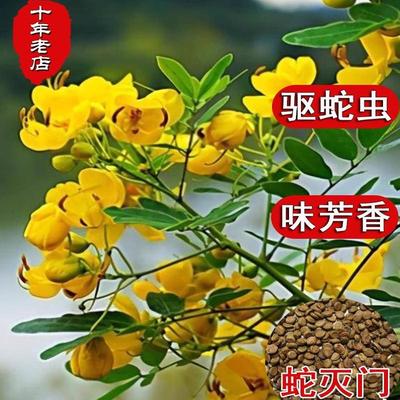 蛇灭门种子四季种植望江南野决明凤仙花蛇倒退防蛇驱蛇植物草种籽