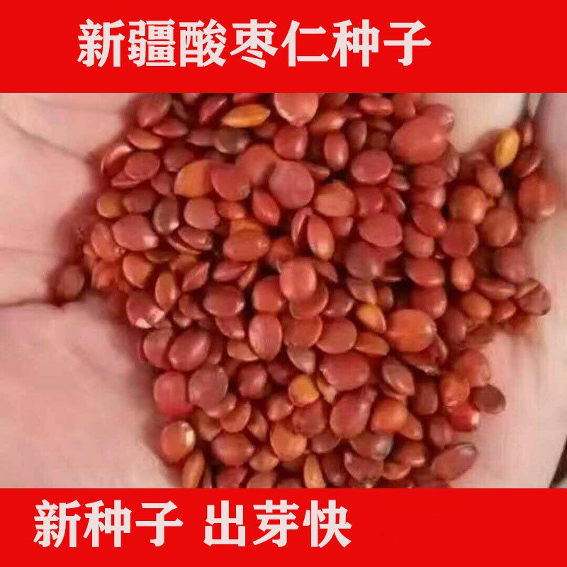 新疆酸枣仁种子 酸枣种子 净籽 南酸枣仁 酸枣核 枣子种子枣树籽
