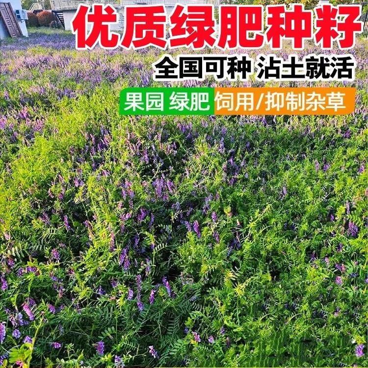 绿肥种籽毛叶苕子种长柔毛野豌豆种子果园光叶紫花苕养蜂蜜源草种,鲜花速递/花卉仿真/绿植园艺,家庭园艺种子,淘宝优惠券,粉丝福利购,淘宝优惠卷