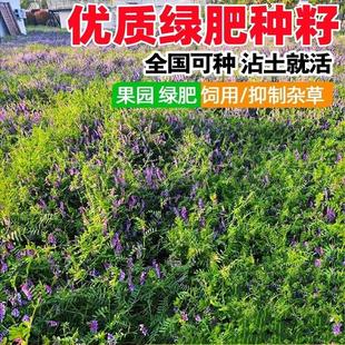 绿肥种籽毛叶苕子种长柔毛野豌豆种子果园光叶紫花苕养蜂蜜源草种