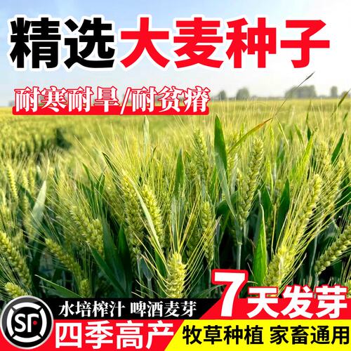 优选大麦种子芽苗菜种子耐寒大麦若叶青汁榨汁四季播猫草牧草种子