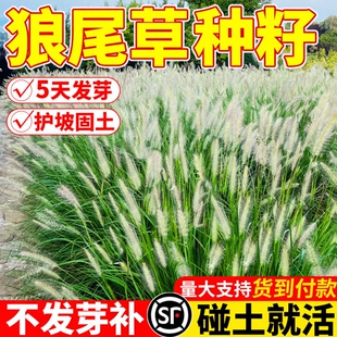 狼尾草籽观赏紫穗狼尾草种籽盆栽公园绿化道路河堤护坡固土草种子