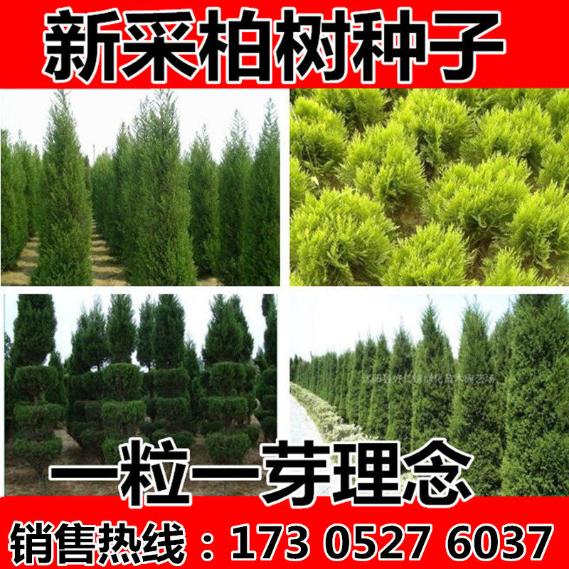 柏树种子塔柏种子侧柏种子桧柏龙柏种子墓地松柏种子圆柏洒金柏籽