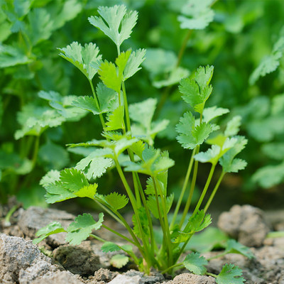 四季香菜 耐寒老品种抗热香菜种子 四季香菜种子 大叶香菜