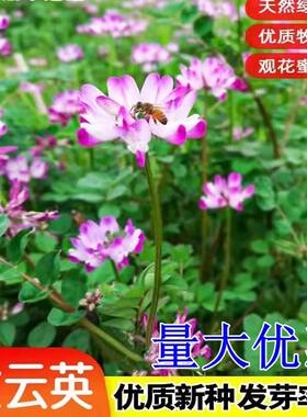 紫云英种子绿肥果园牧草红花草蜜源食用景观草坪草子直销包邮