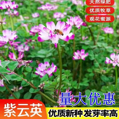紫云英种子绿肥果园牧草红花草蜜源食用景观草坪草子直销包邮