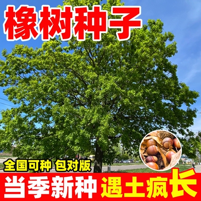 橡树种子四季种好养易活室外庭
