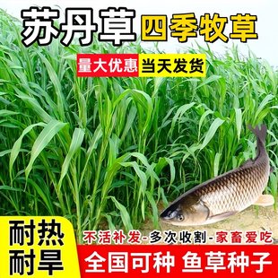 苏丹草种籽高丹草草籽四季多年生牧草种子养殖喂牛羊鸭鹅鱼草草籽