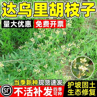 达乌里胡枝子种子优质护