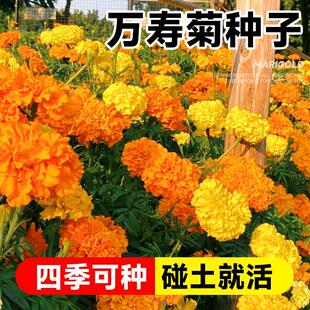 万寿菊种子花种籽子播种开花菊花苗盆栽南非万寿菊臭芙蓉种孑