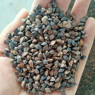 甜荞麦种子三角乔麦种籽黑苦荞麦蜜源植物易播种食用芽苗菜荞麦种