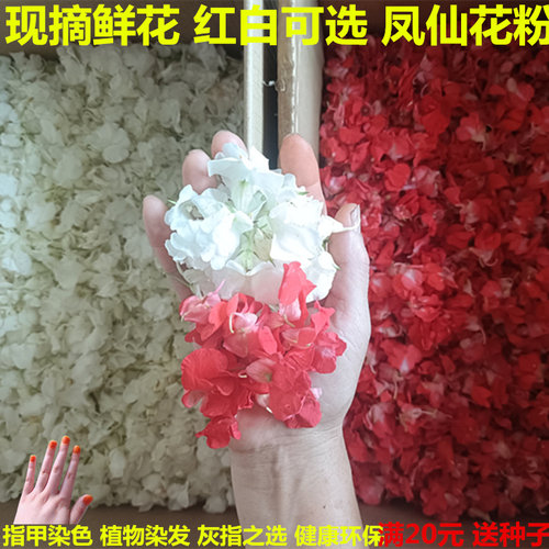 白凤仙花新鲜染指甲花桃红花红色