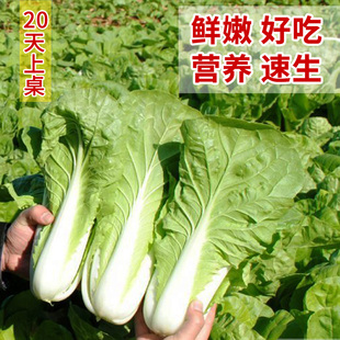 20天早熟快菜种子速生小白菜青梗快菜籽四季蔬菜种子阳台盆栽高产