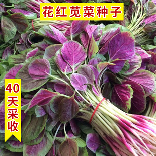 红苋菜种子柳叶苋圆白苋种籽野菜嫩滑青菜春秋季四季蔬菜种子庭院