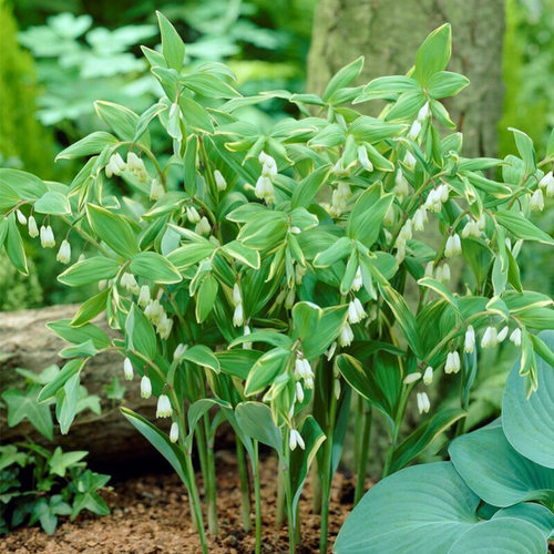 花叶玉竹多年生春季花叶耐阴