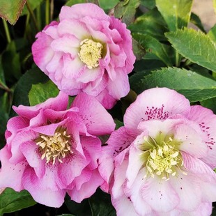 博众1加仑艾伦Ellen重瓣铁筷子花苗冬春开花耐寒庭院室内多年生花