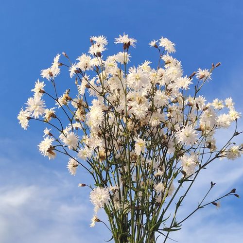 剪秋罗耐寒喜阳宿根花卉