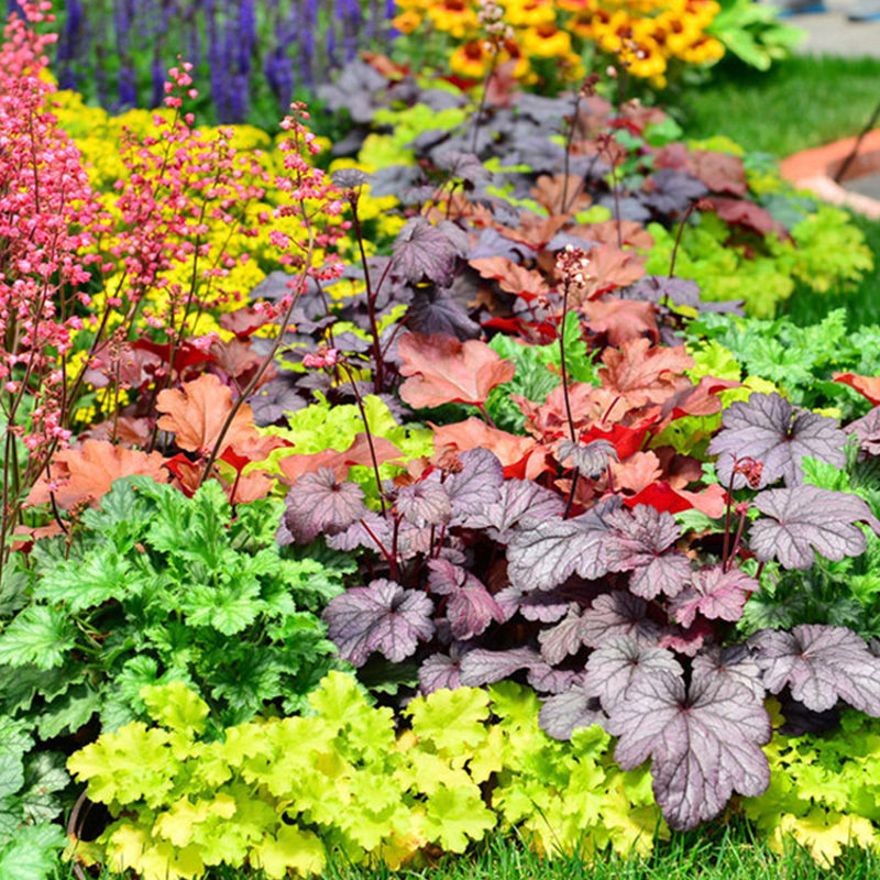 极有家绿植矾根苗四季观叶彩叶庭院多年生长耐阴耐寒植物阳台盆栽