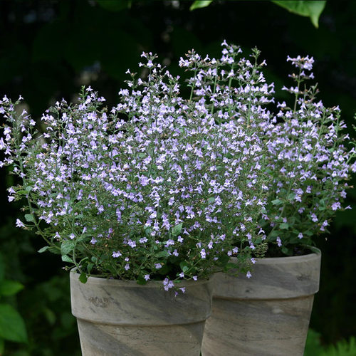 新风轮菜耐寒耐热花期长