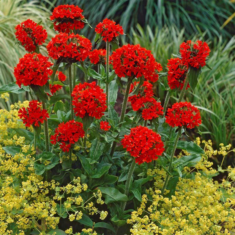 博众 皱叶剪秋罗耐寒多年生宿根 夏季开花盆栽花园庭院