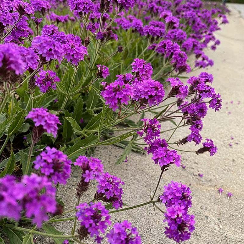 博众耐晒矮生马鞭草 耐热丰花长花期庭院花园宿根植物
