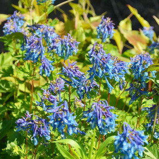 博众园也 紫堇'蓝熊猫'春季开花耐寒耐荫植物