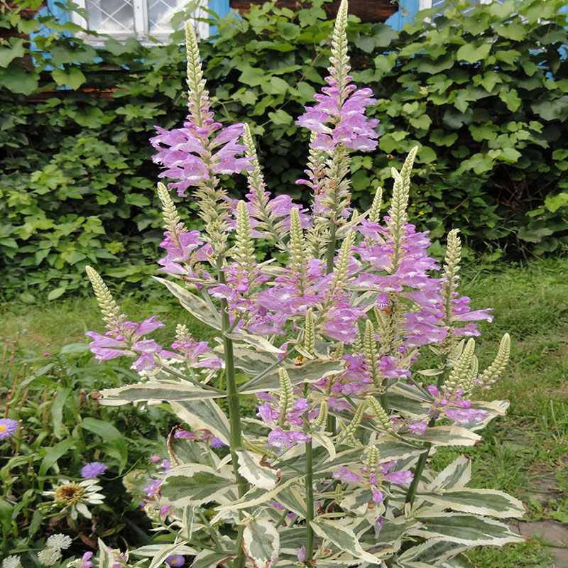 花叶假龙头多年生夏秋观花观叶