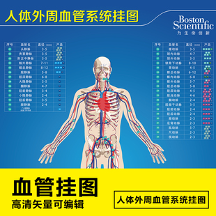 医学人体外周血管系统挂图ai矢量可编辑源文件
