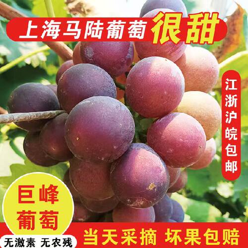 上海马陆葡萄 10斤装马陆巨峰葡萄巨丰新鲜果园现采水果上海特产