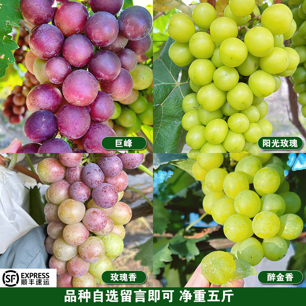 马陆葡萄拼装可以选醉金香玫瑰香
