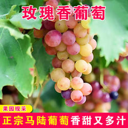 上海马陆葡萄 玫瑰香巨玫瑰新鲜葡萄江浙沪皖包邮当季孕妇水果