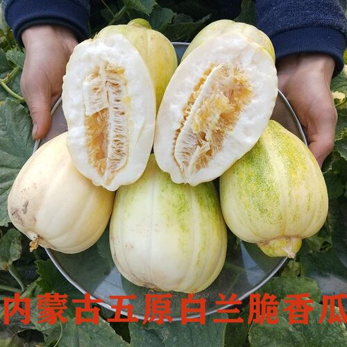 内蒙古五原巴盟白兰香瓜新鲜