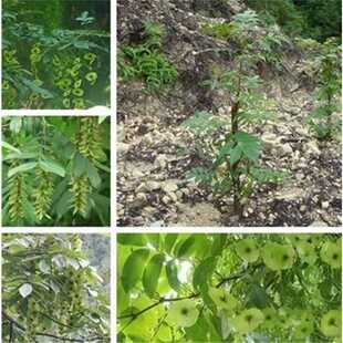 青钱柳树苗 枫杨树苗 金钱柳树苗 摇钱树 麻柳 金钱柳苗