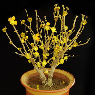腊梅花树苗老桩盆景观花植物庭院花卉耐寒嫁接黄色梅花盆栽