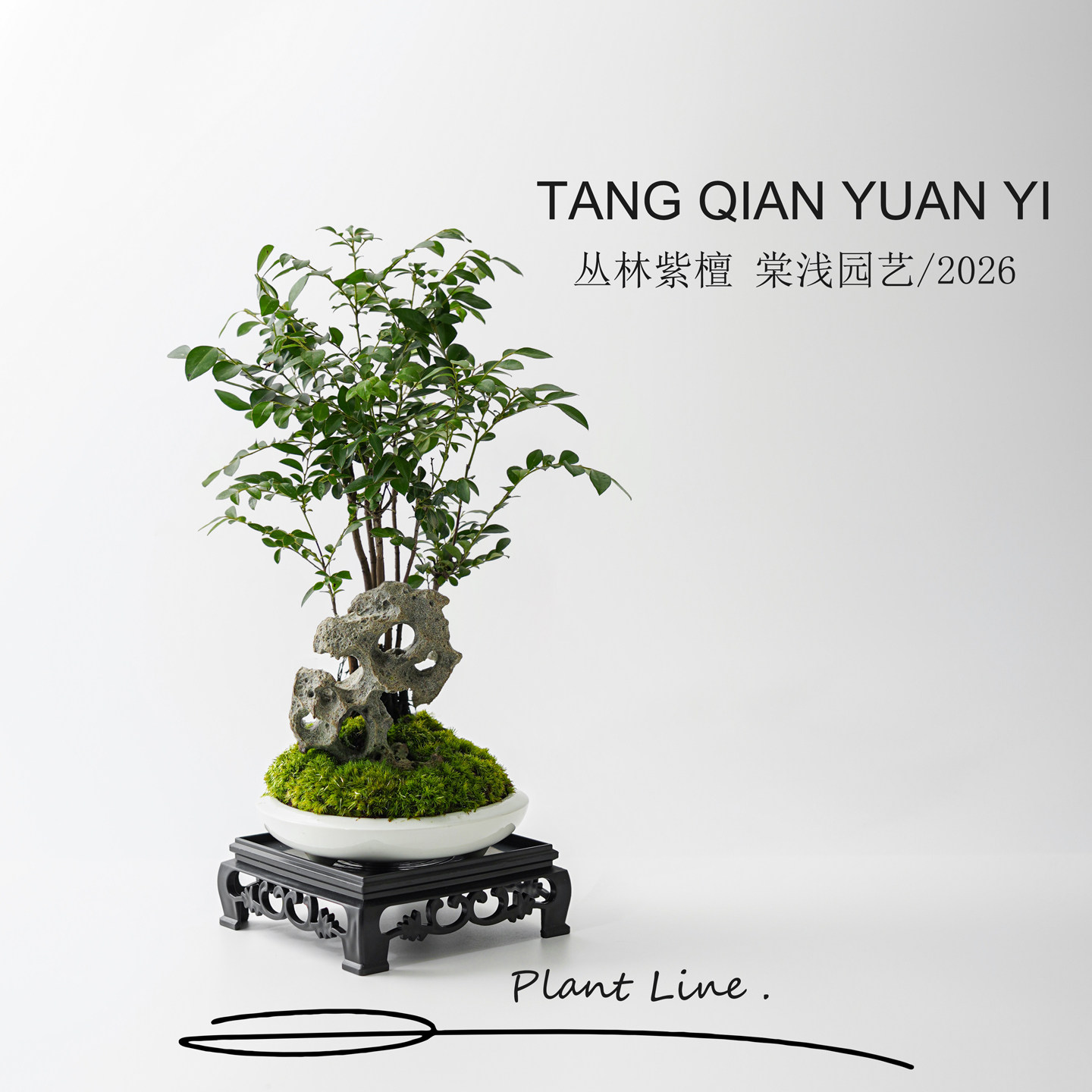小叶紫檀盆栽植物室内桌面文竹客厅办公室好养花卉绿植造景摆件