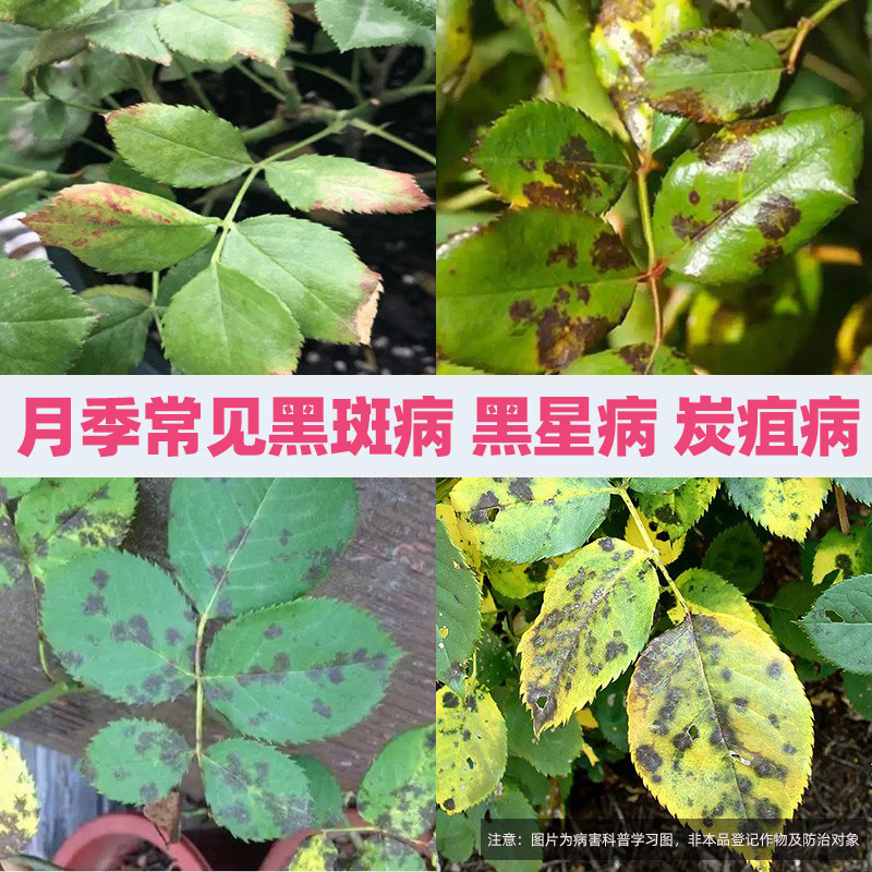 索蓝10%苯醚甲环唑黑星病杀菌剂