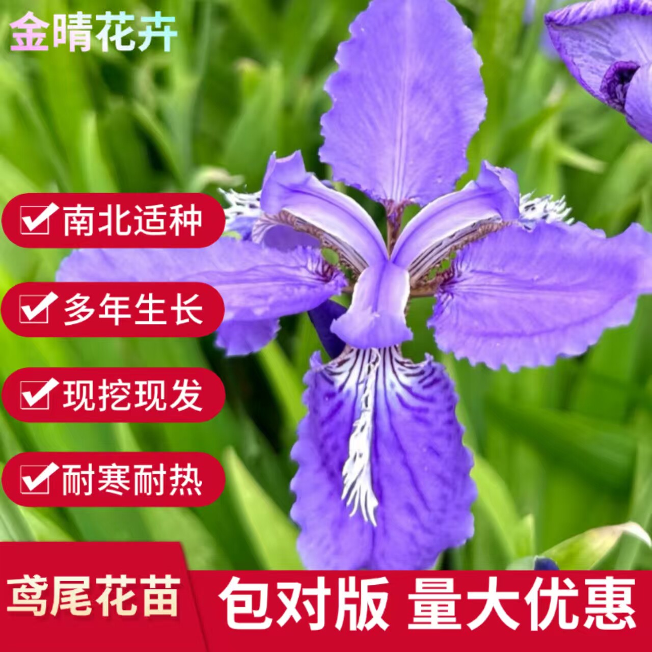 蓝花鸢尾花苗耐寒耐旱好养开花