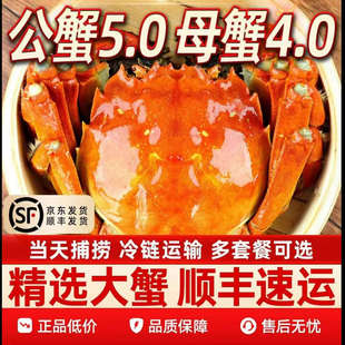 10只装 母4两 4号蟹苏州东山大闸蟹鲜活螃蟹公5两 8只装 活蟹