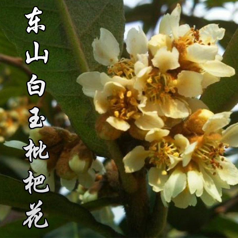 枇杷花干花新鲜叶花茶可食用图片