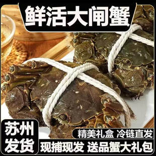 2号蟹苏州东山大闸蟹鲜活螃蟹3.5两公2.5两母8只10只装 活蟹
