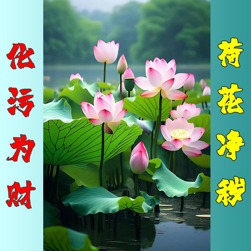 荷花贴画莲花粉色白莲花荷花叶荷塘自然风景海报挂画装饰画卫生间