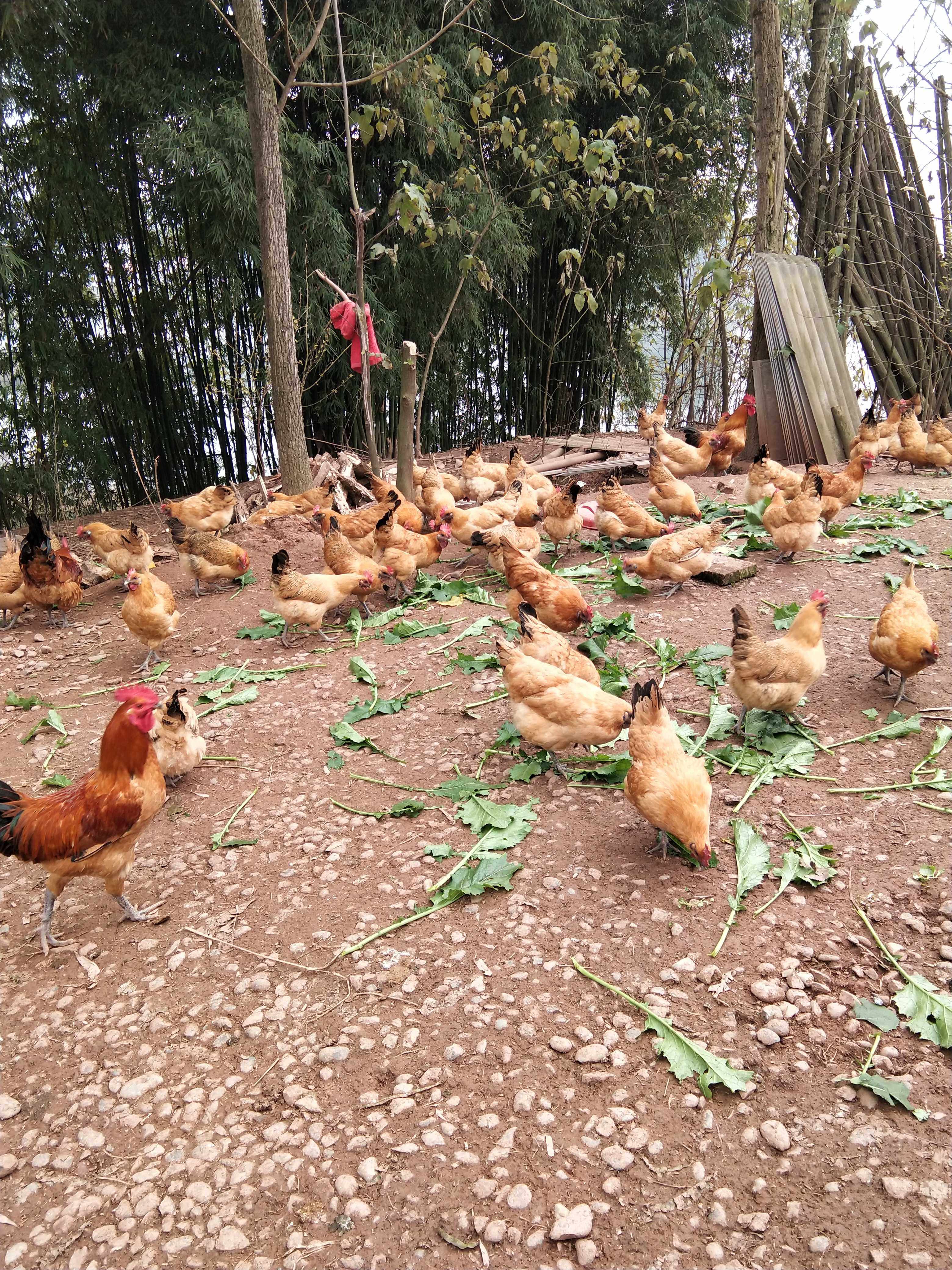 农家散养粮食土鸡月子鸡走地鸡新包裹袋/编织袋