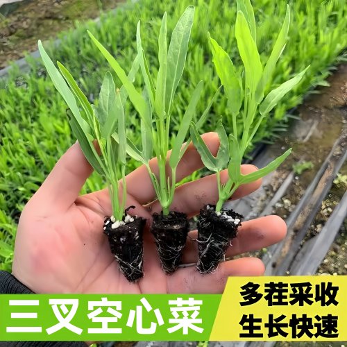 三叉空心菜苗秧苗四季种植空心菜种植三叉大叶空心菜苗