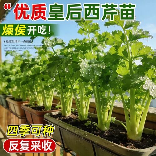 皇后西芹苗四季小香芹菜苗秧种子老品种籽孑家庭阳台种植蔬菜盆栽