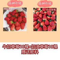 Four Seasons Strawberry Seedling Cream Potted Edible Red Beauty Zhangji Milk Open-air Strawberry Seedling Seeds x thumbnail 5