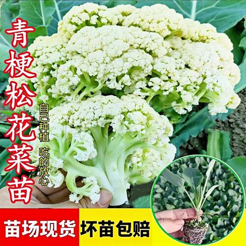 有机花菜秧苗60天散青梗山东寿光高产种子80天菜花苗子花椰菜苗秧