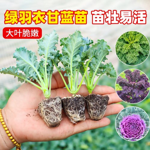绿羽衣甘蓝苗绿紫羽衣粉羽衣甘蓝秧苗种籽春季蔬菜苗四季可食用