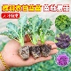 绿羽衣甘蓝苗绿紫羽衣粉羽衣甘蓝秧苗种籽春季 可食用 蔬菜苗四季