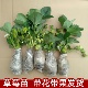 带花带果草莓苗 奶油红颜 带土 发货 盆栽