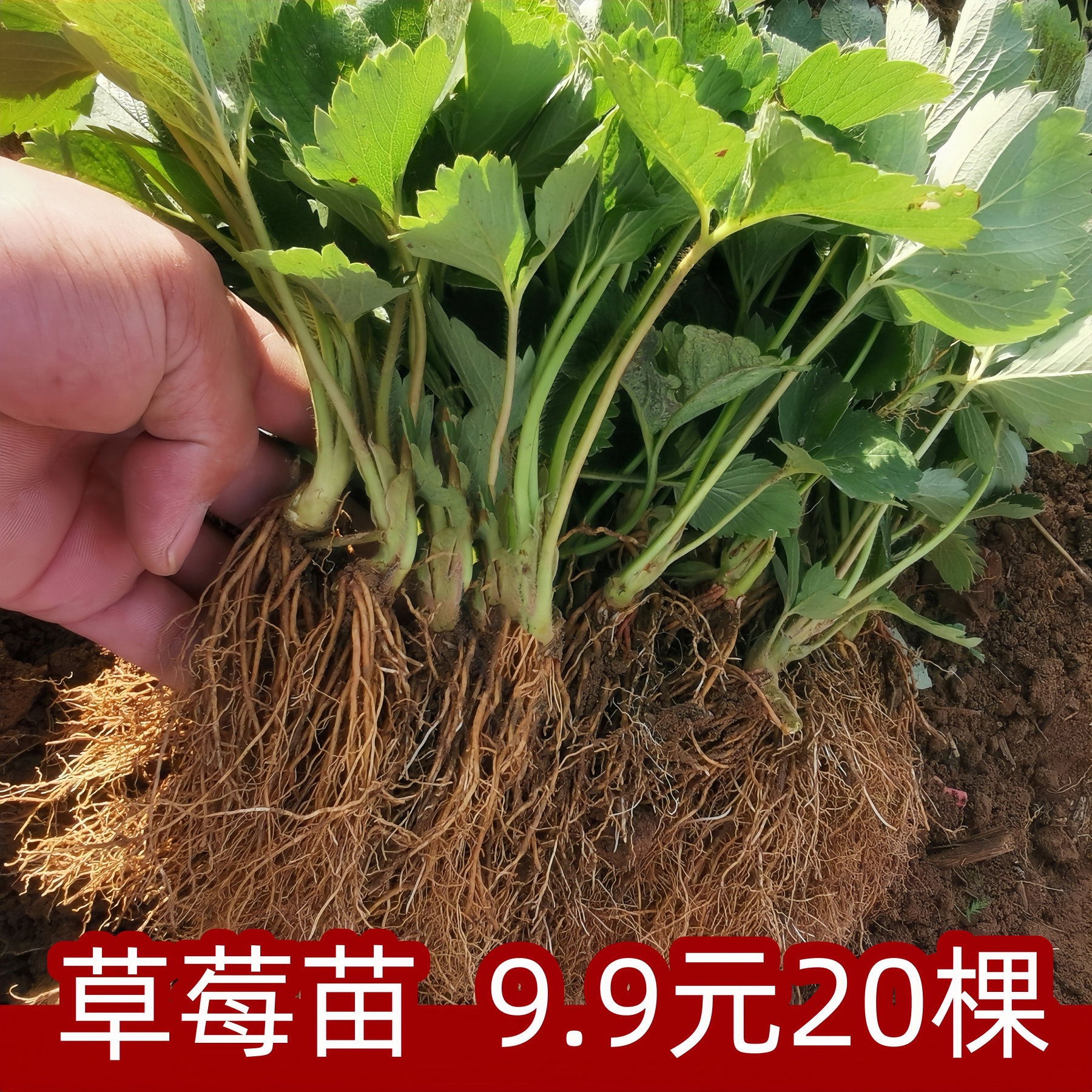 四季草莓苗奶油盆栽食用带土带盆牛奶露天草莓秧苗种籽子带花带果